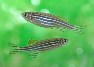 Zebra Fish