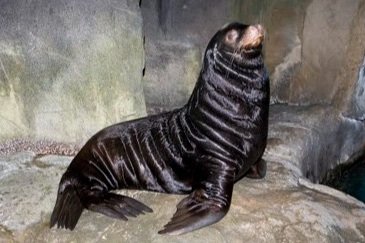 Sea Lion