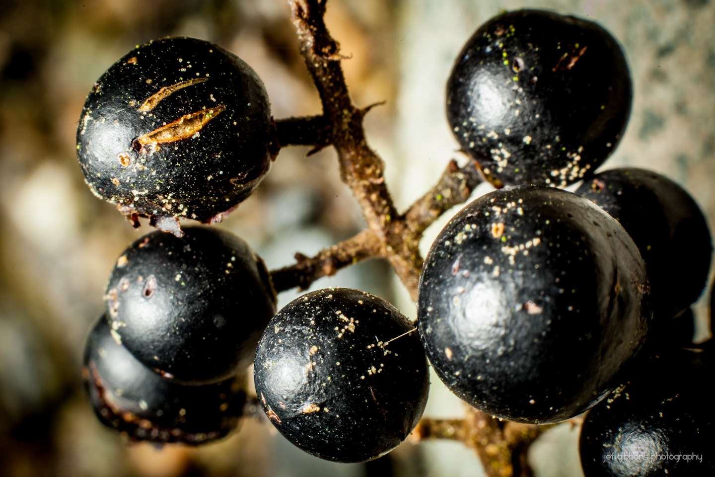 random berries.jpg
