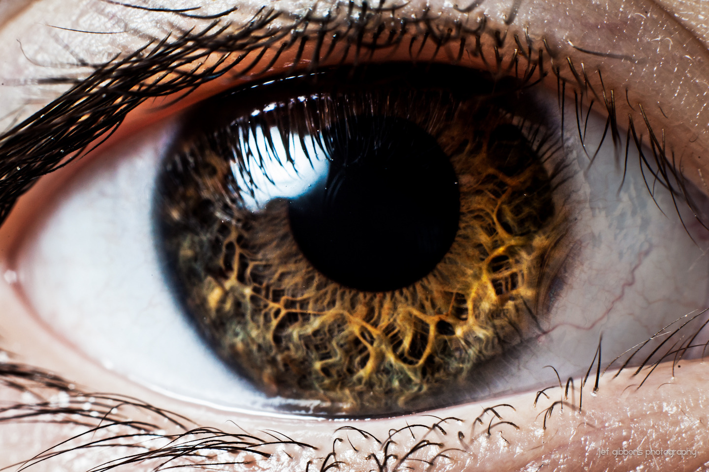 l-eye.jpg