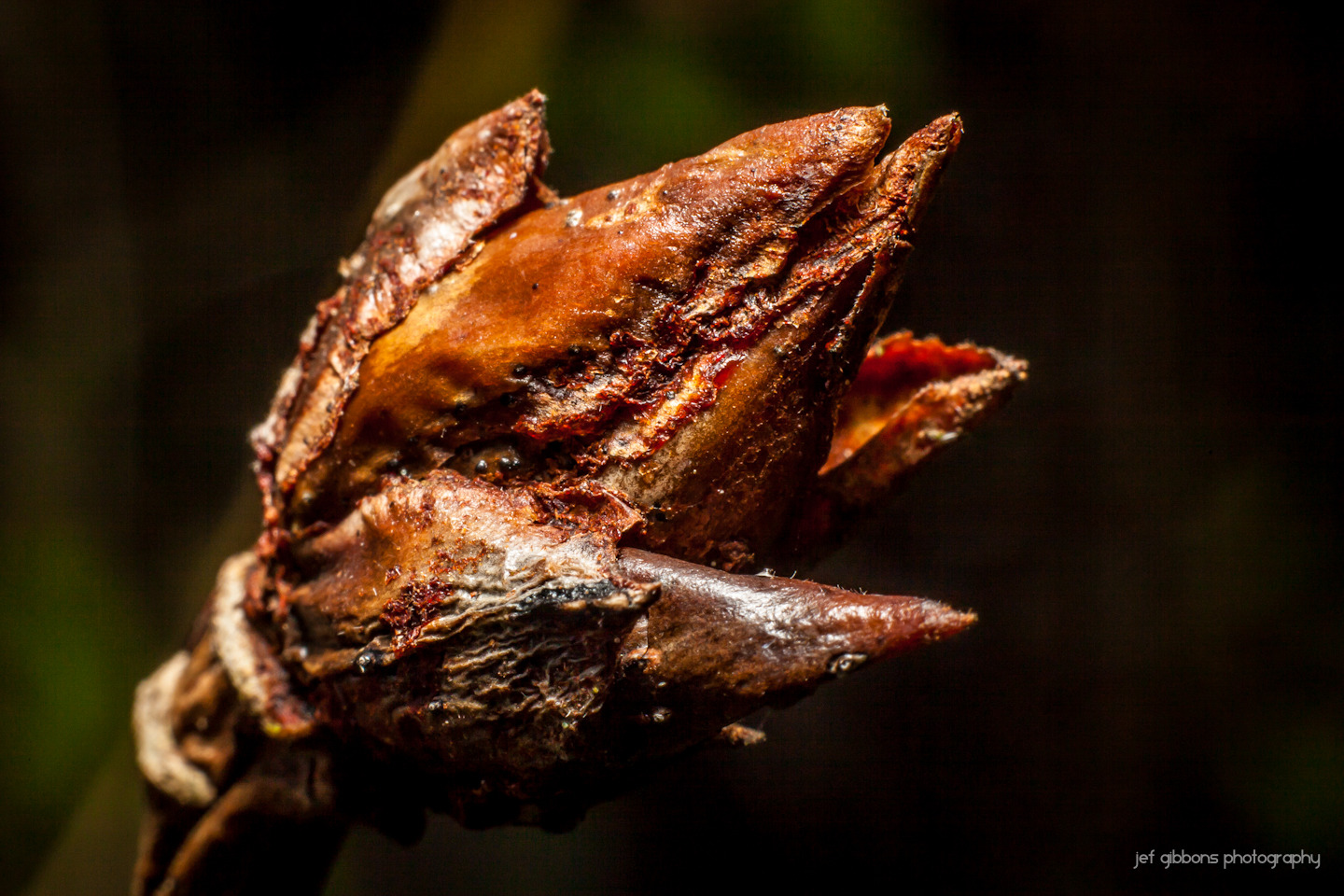rooster buds.jpg