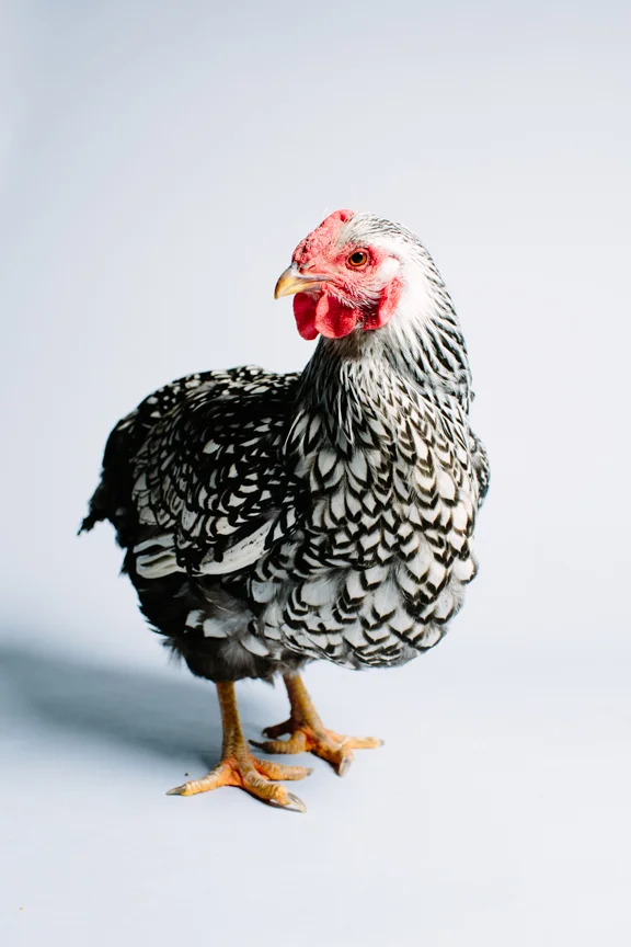 chichens123.jpg