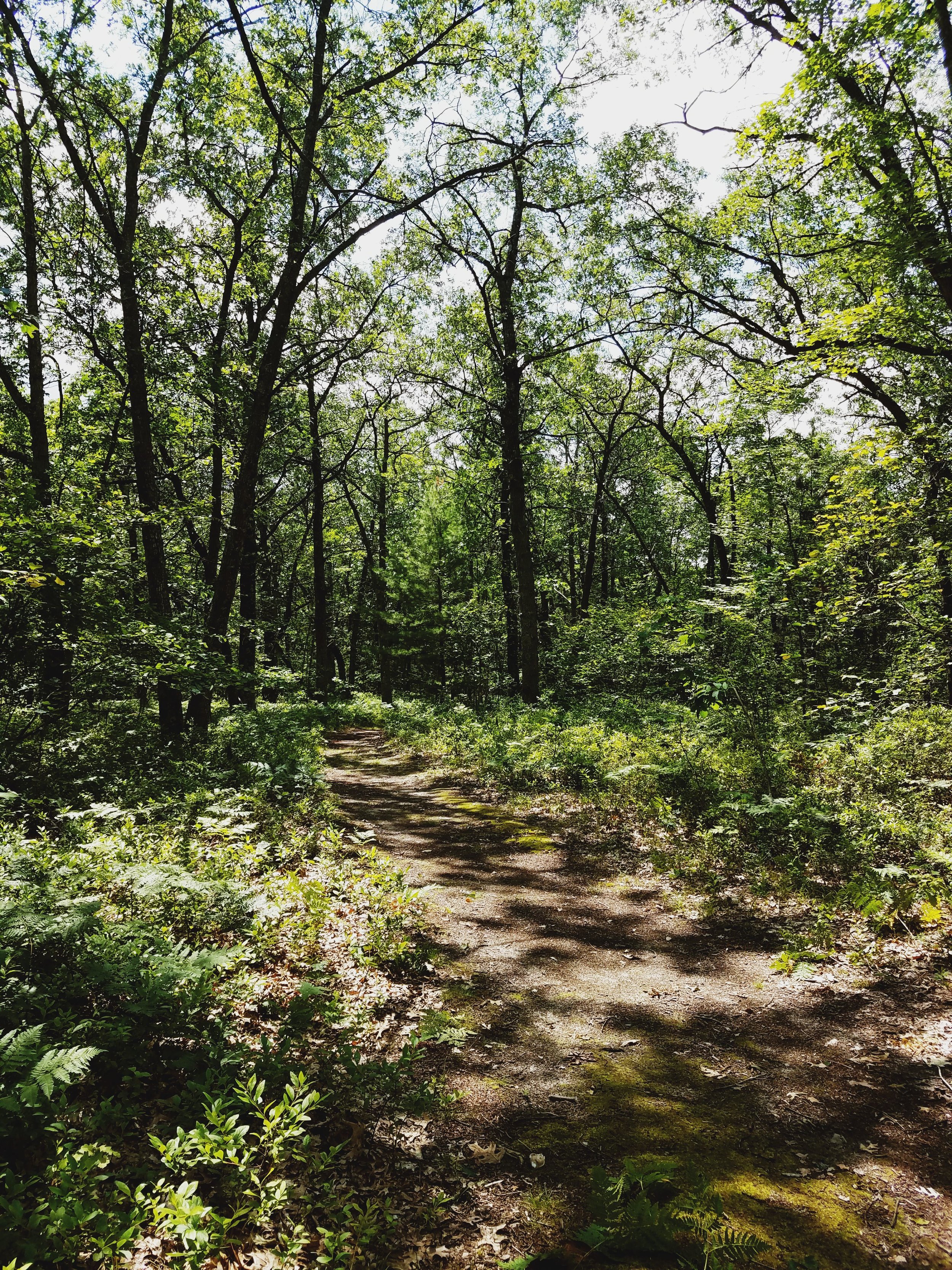 From a 4.1 mile hike in the Northern Michigan woods