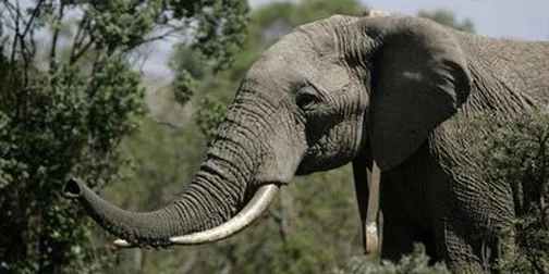 1014-elephant.jpg