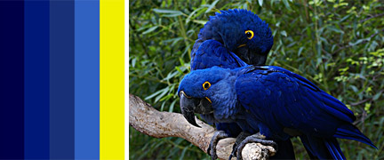 0730-Colour_of_Birds.jpg