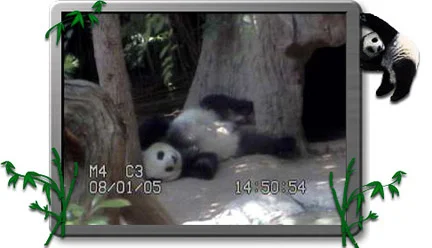 0329-Panda.jpg
