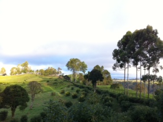 I woke up this morning with this view on all 3 sides - floor to ceiling. Had to do a double take to make sure I wasn't still dreaming. The sun comes up early here .. 5:30a ish. So beautiful. We walked to the hostel to have fresh eggs and milk from the cows we walked pass. Yep. You - cow - I'm drinking mill from your udder while looking straight at you. That was pretty cool. Today the plan is to hike 10 miles up n down the "valley of Cocora".. A beautiful lush jungly spectacle. The hike took us through wide open hills dotted with cows and cow poops, thru narrow steep muddy trails, across multiple rickety log crossings and rope bridges, up to multiple view points and down to multiple waterfalls. Alex, our guide, spoke zero English so there was a lot of half translation and charades going on all day. More on what I learned here later - there are lots. Alex is also a biology teacher and a mountaineer. He's training to climb everest soon. Pretty amazing cat. I wish I know more Spanish. I rode the back of a truck on the way back to town through more awesome twisty roads. Fun. We left that evening to catch a plane back to Bogotá. 14 hours of non stop activity. Sitting is a luxury. Exhaustion is an understatement. Needless to say it was an early night back at the hotel. ... via mobile.