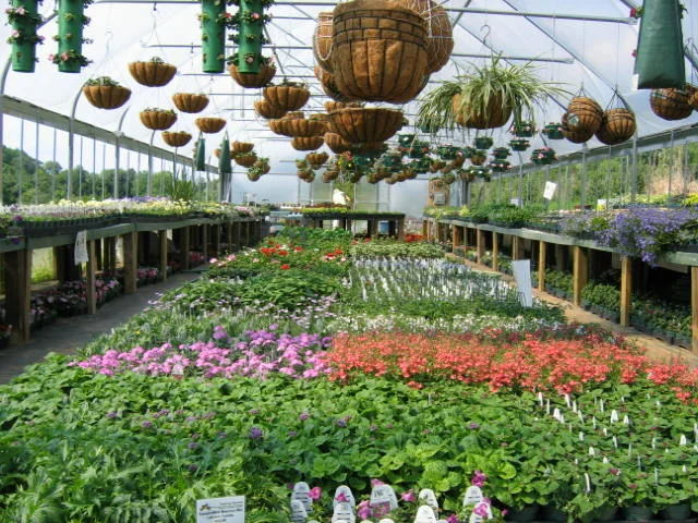 greenhouse_plants.jpg