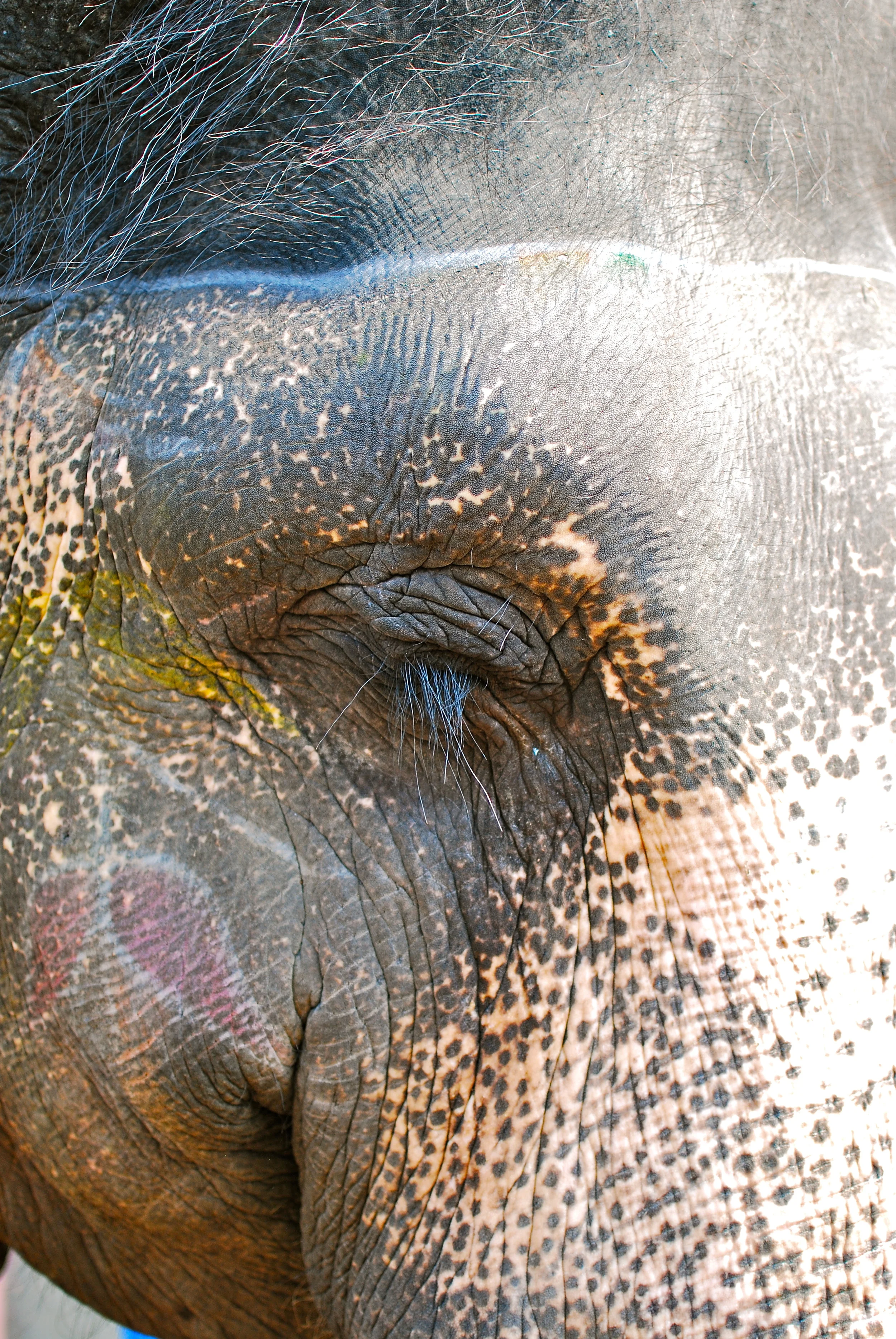Elephant — Jaipur, India