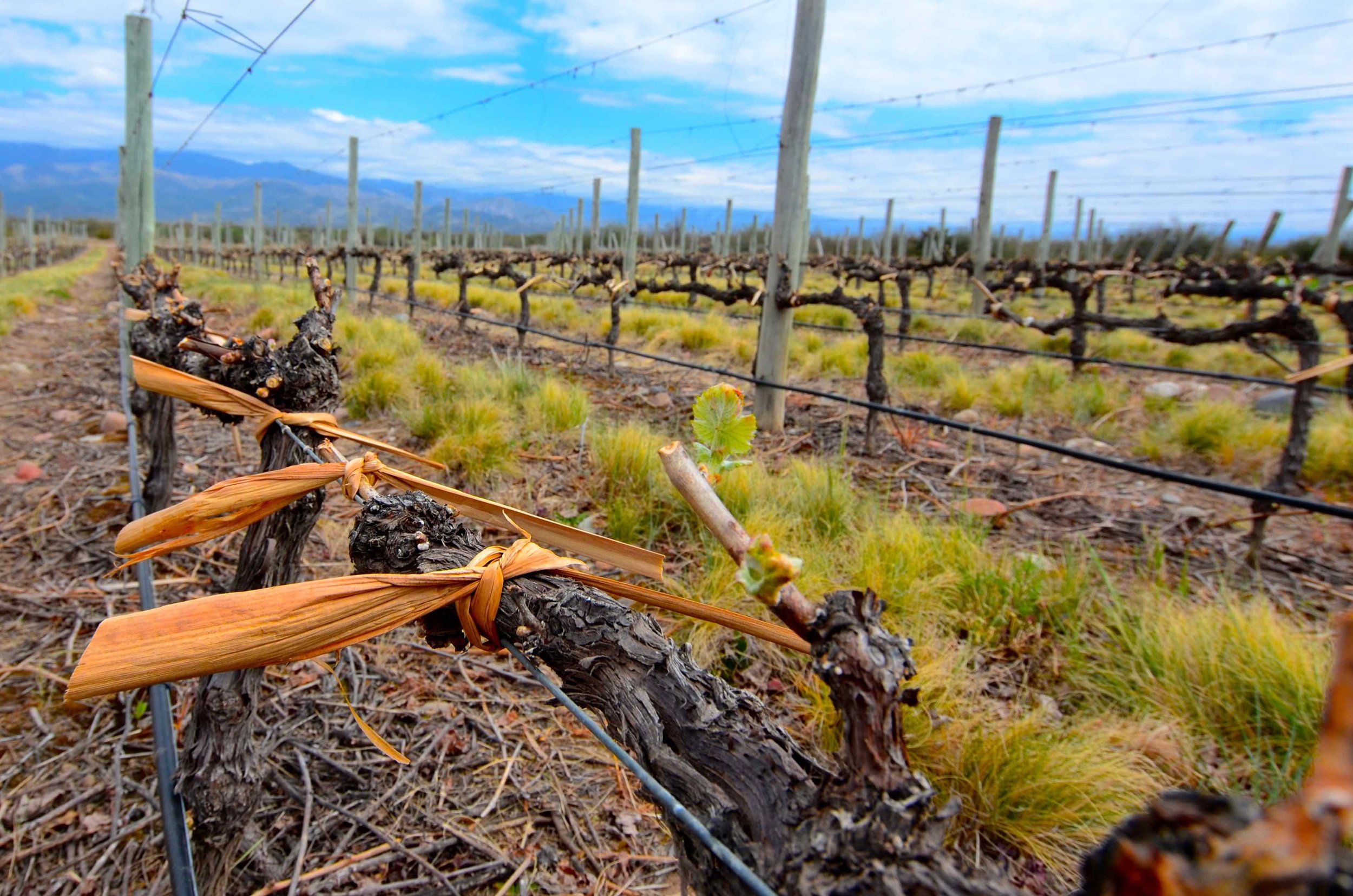 Mendoza_03.jpg