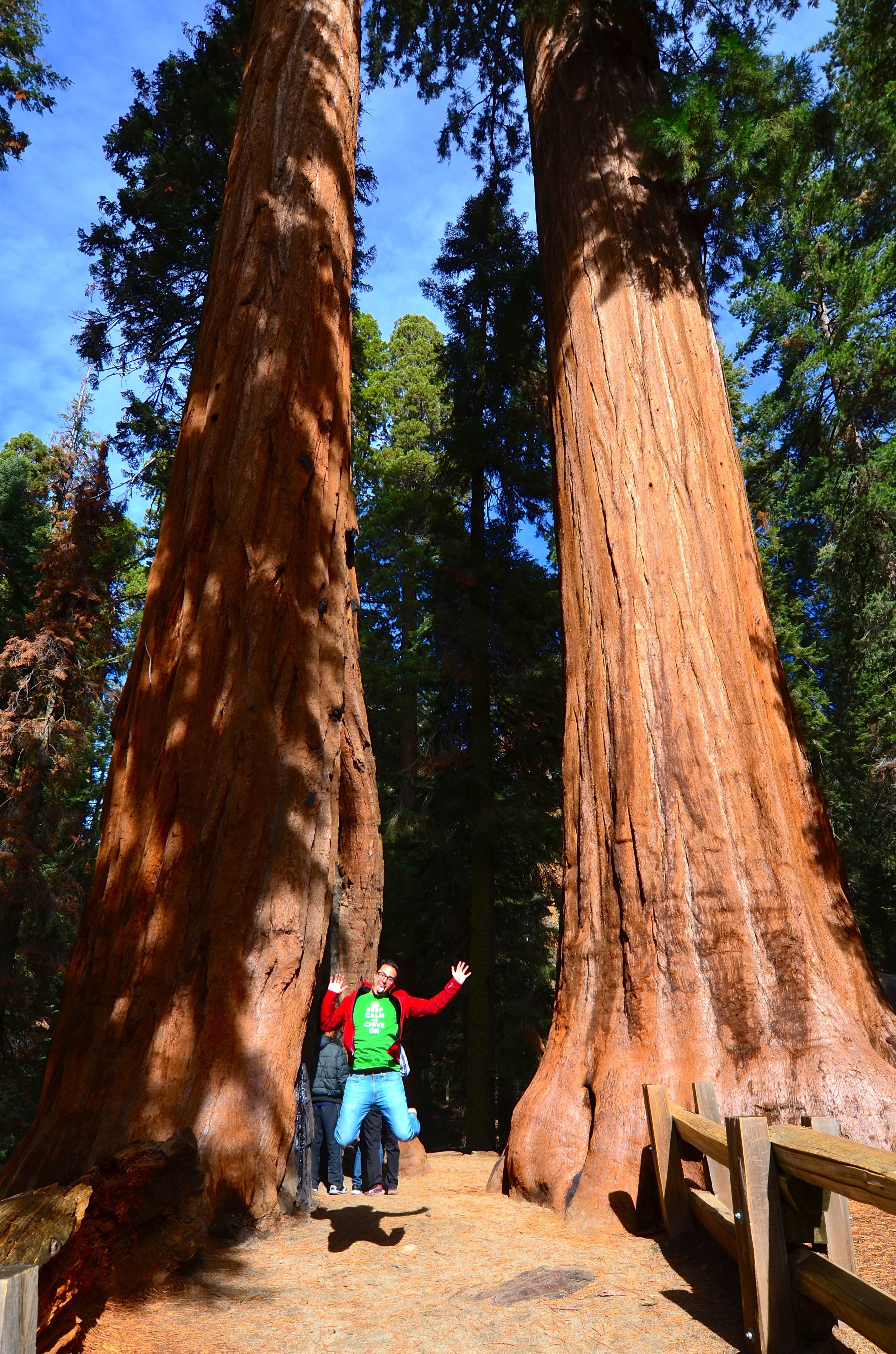 Sequoia_03.jpg