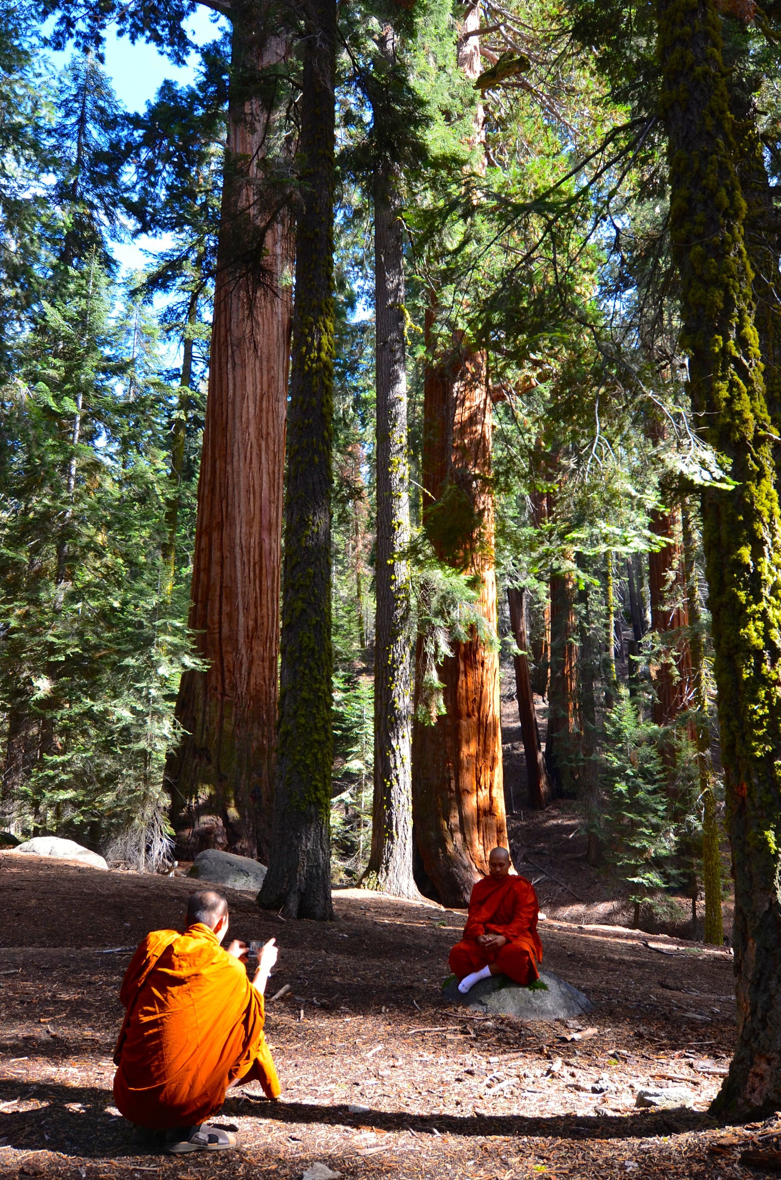 Sequoia_09.jpg