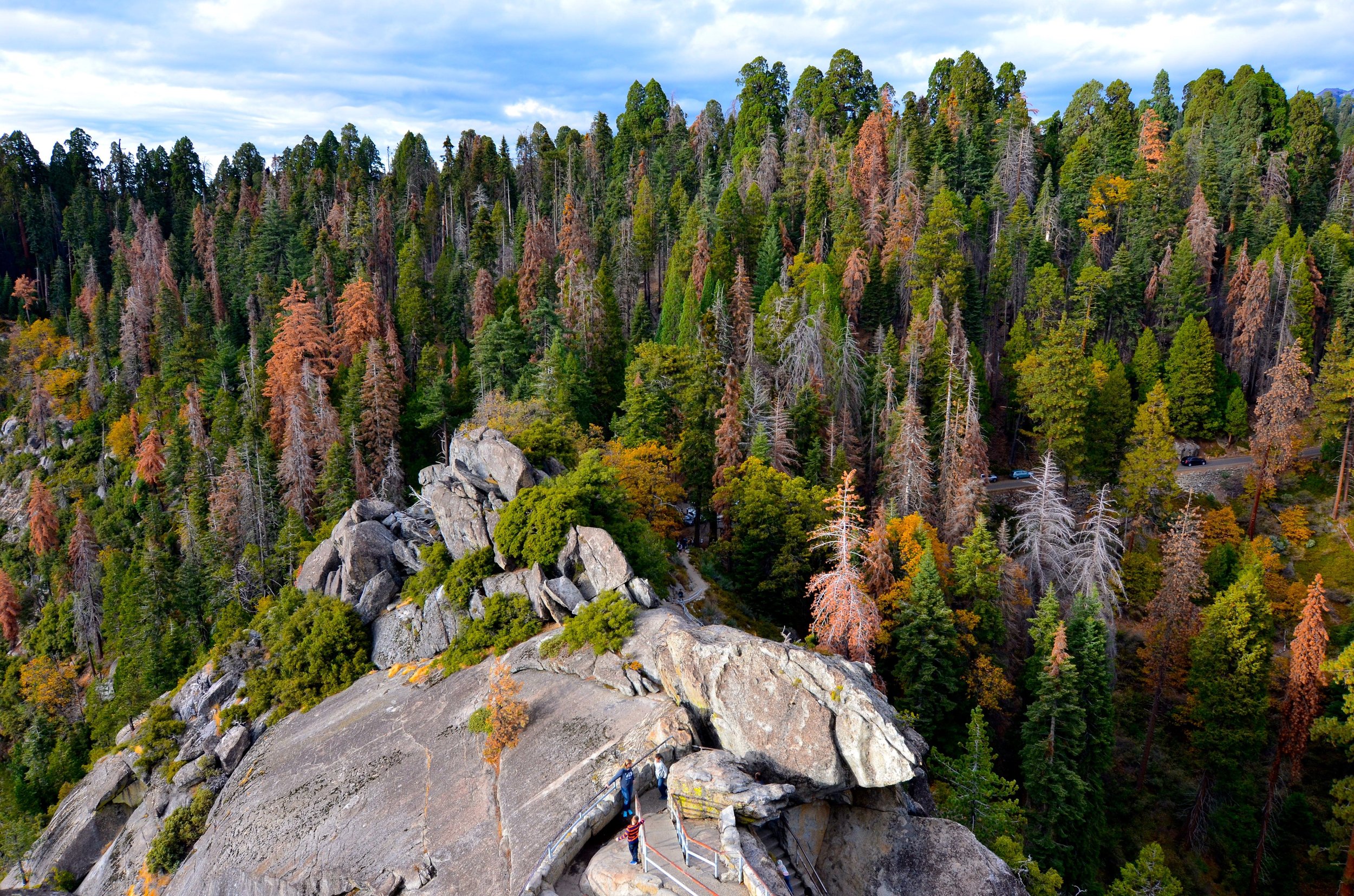 Sequoia_16.jpg