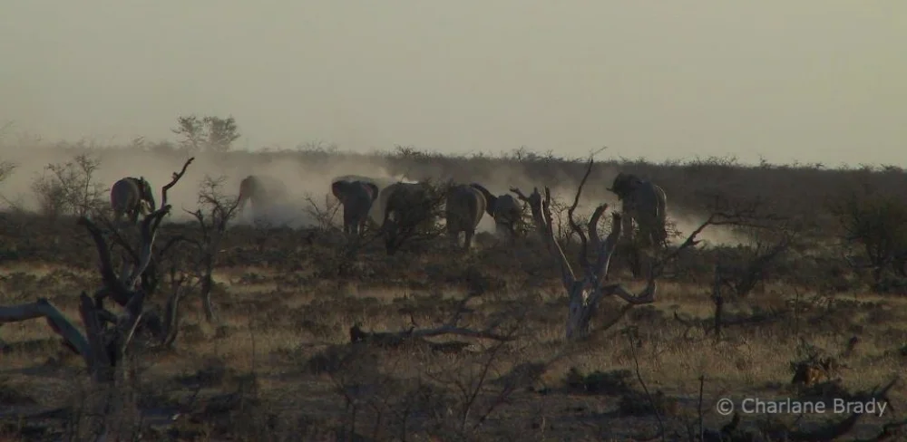 Elephants.jpg
