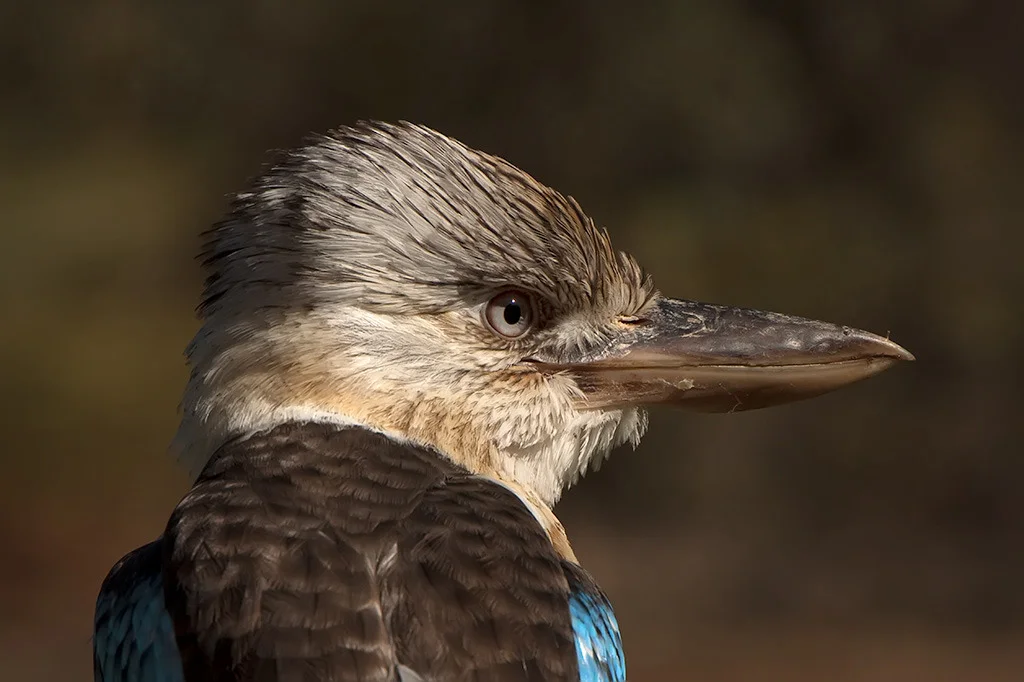 "Kookaburra" by Barbara Seidel