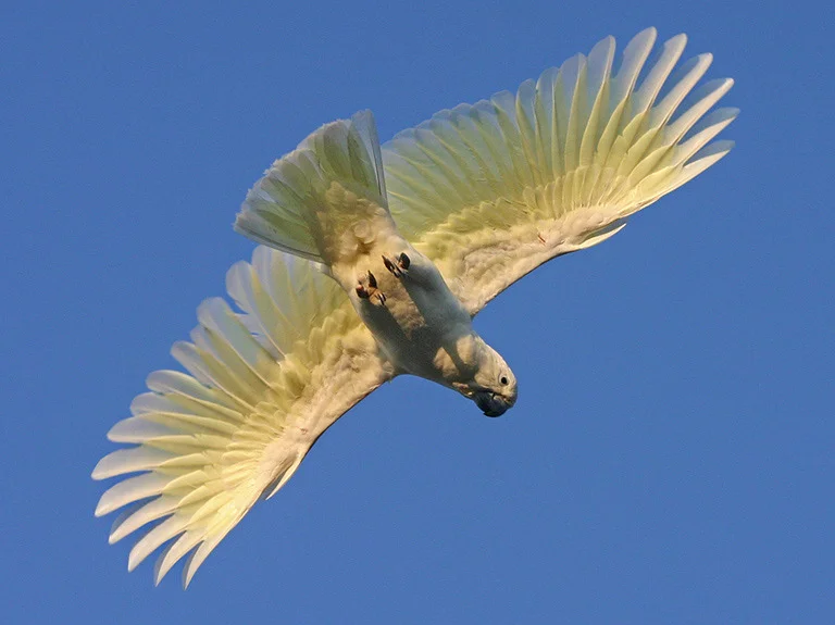 "Morning Flight" by Aldo Trissi