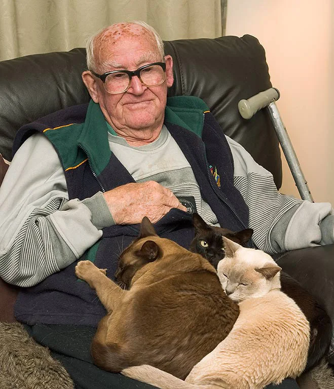 "Three Cat Night" by Aldo Trissi