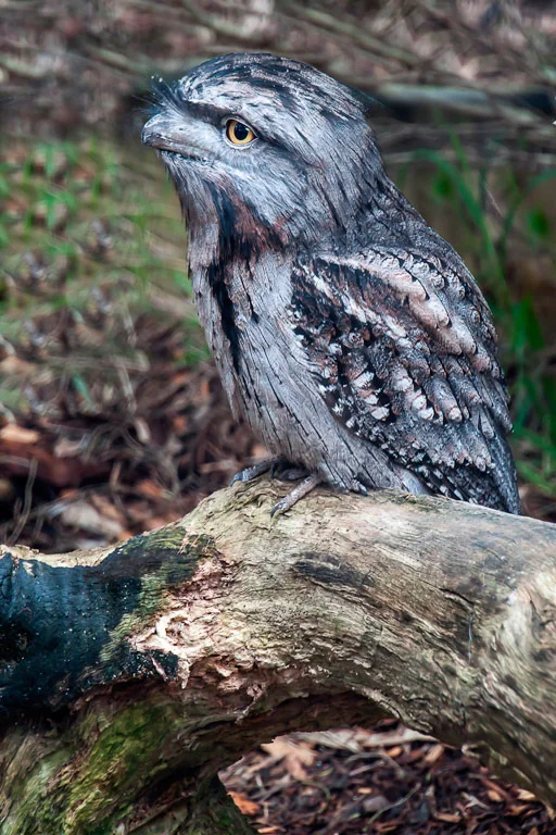 "Tawny Frogmouth" by Ross Pollock