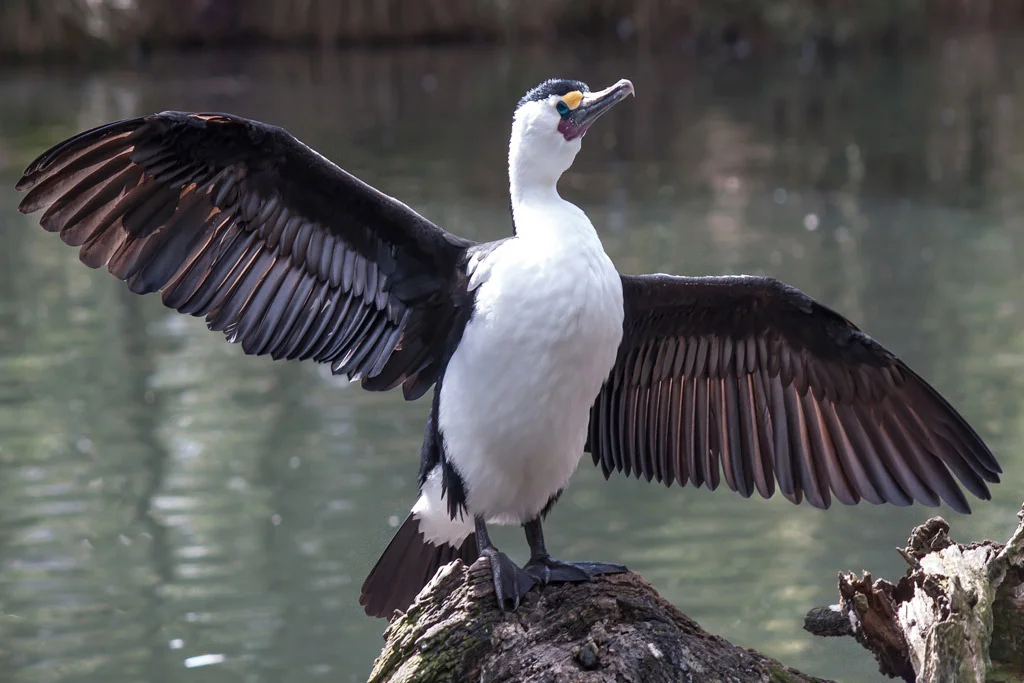 "Show Off" by Ross Pollock