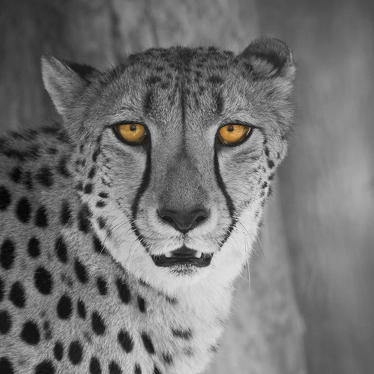 "Watching You" by Aldo Trissi