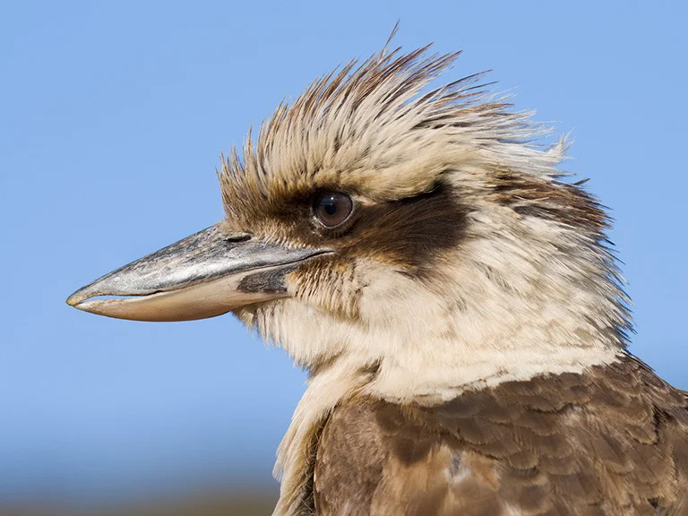 "Kookaburra" by Aldo Trissi
