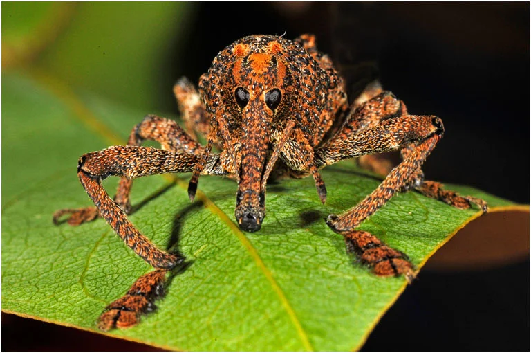 'Elephant Weevil' by John Hodgson