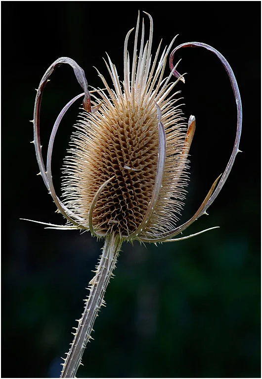 "Dipsacus Sativus" by  John Hodgson EFIAP, FAPS, Hon FAPS, AV-AAPS