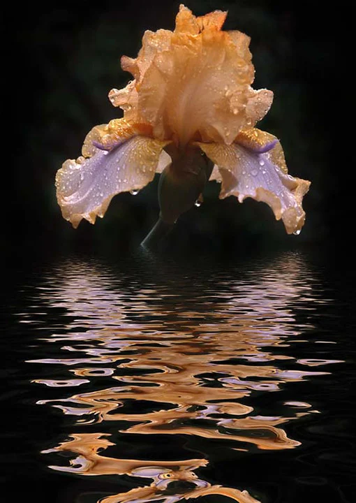 "After The Rain" by Ross Holmes, AFIAP, FAPS