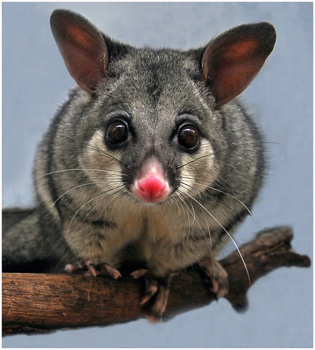 "Possum" by John Hodgson, EFIAP, FAPS