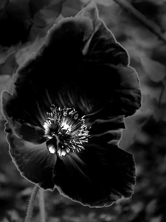 "NZ Night" by Jenny Hocking