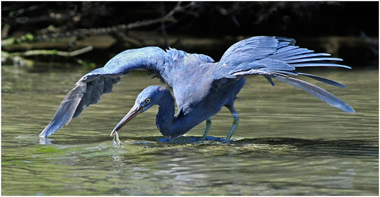 "Heron Fishing" by John Hodgson EFIAP, FAPS