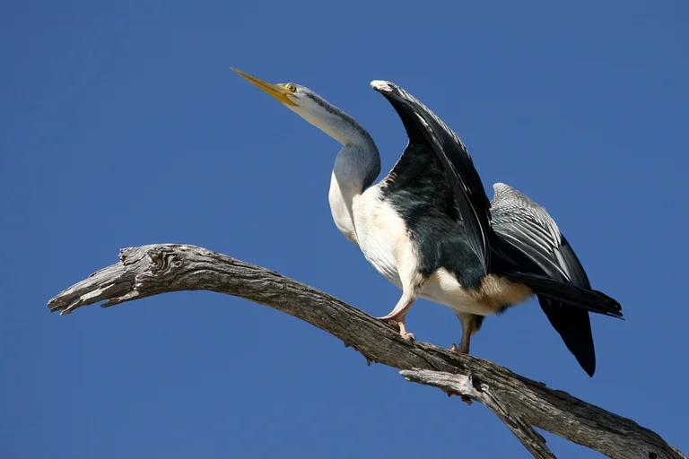 "Striking a Pose" by Pam Barnett