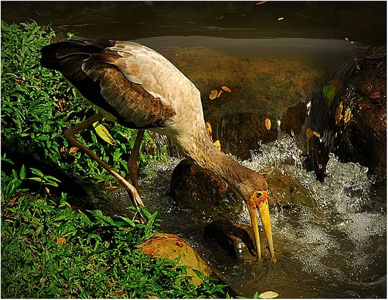 "Yellow-Billed Stork" by Ron Jackson FAPS