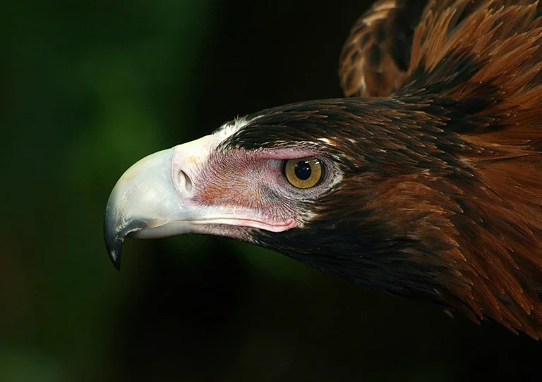 "Eagle Eye" by Terry Gooley