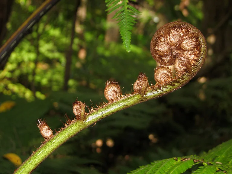 Unfurling Fern