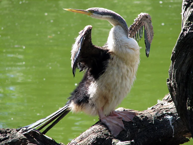 Juvenile Darter