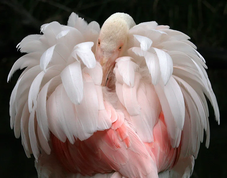 Ruffled Feathers