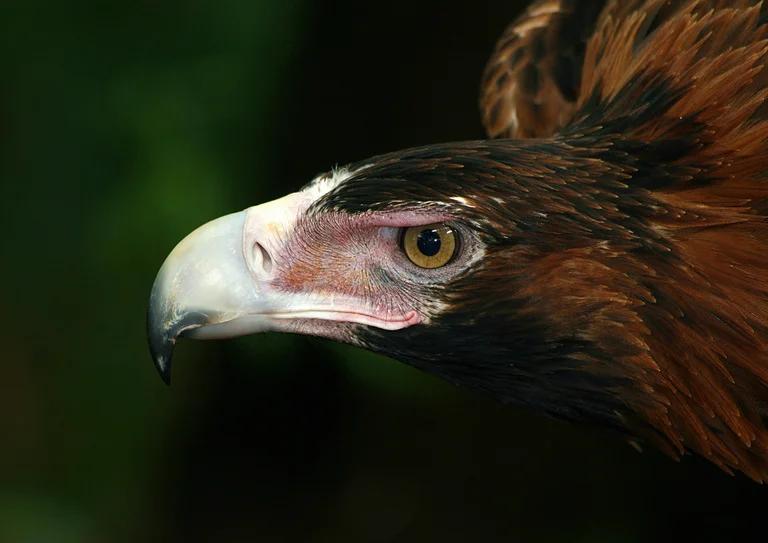 Eagle Eye