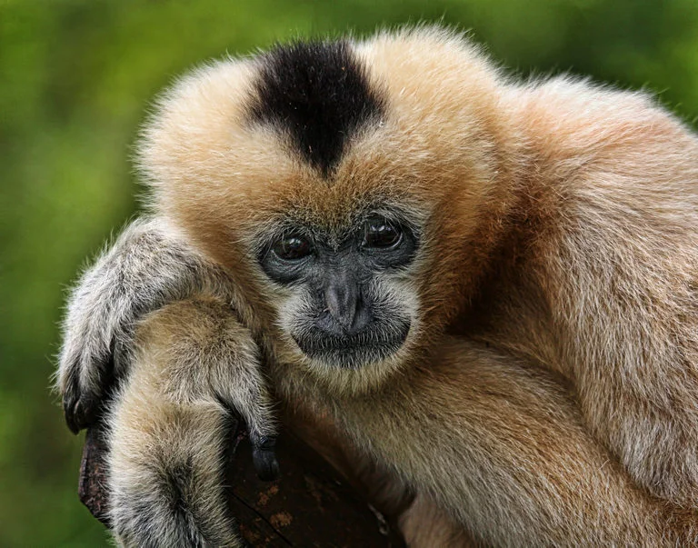 Gibbon