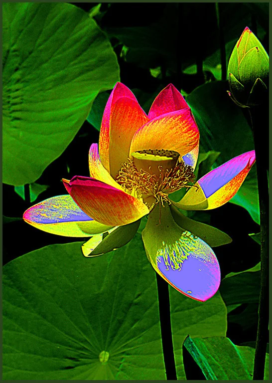 "Lotus Flower Blossoms"