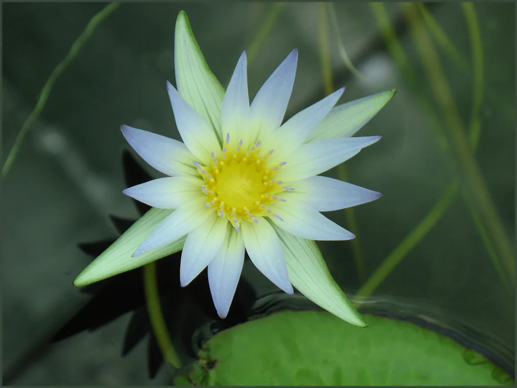 "Water Lily"