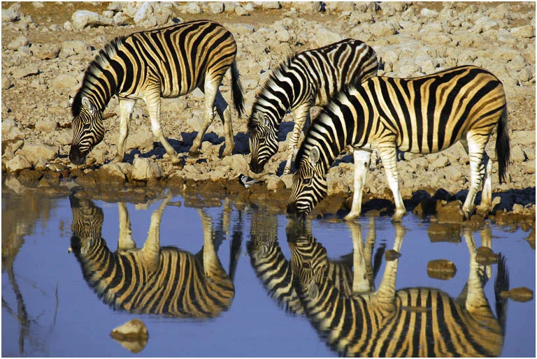 "Zebras at Waterhole"