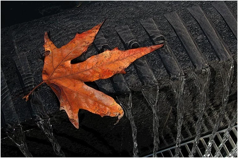 "Fountain Leaf"