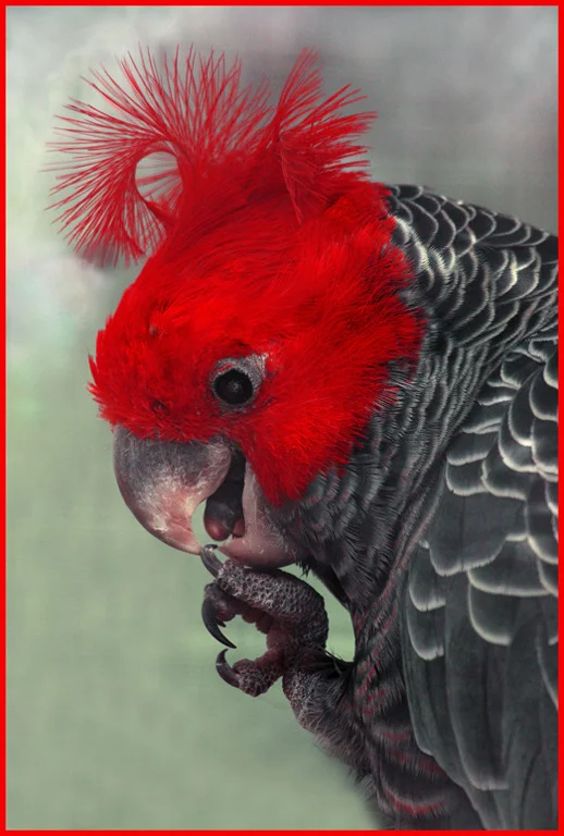 "Gang Gang Cockatoo"