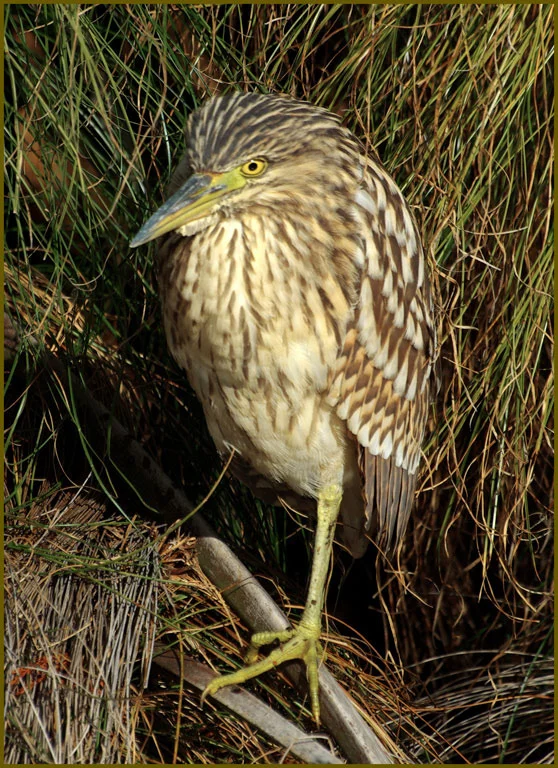 "Young Rufous Night Heron"