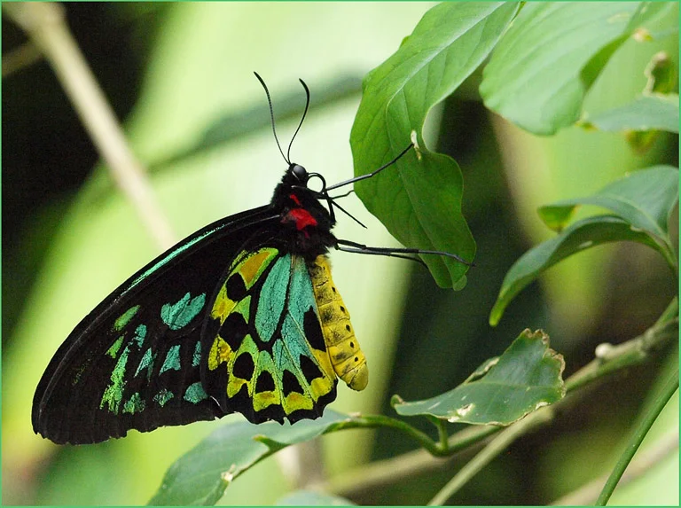 Butterfly on Leaf