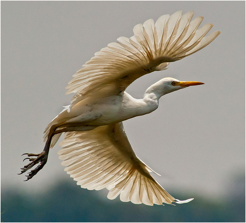 Yellow Billed Egret