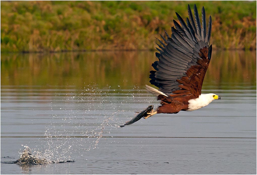 African Fish Eagle with Fish