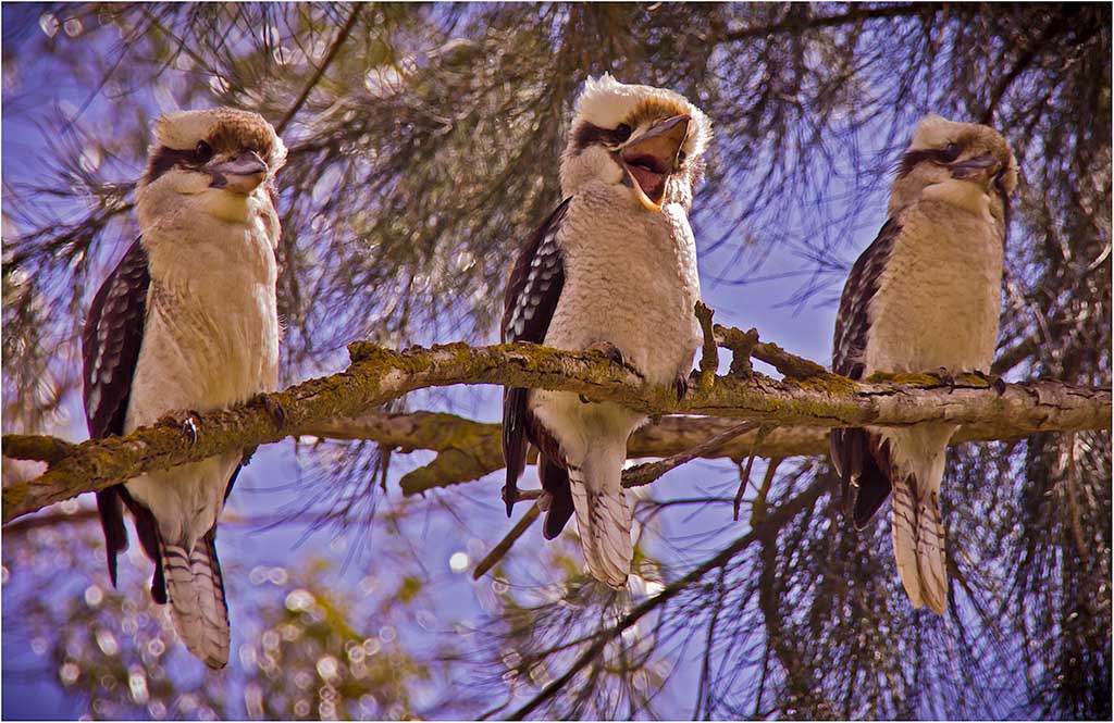 Three Kookas
