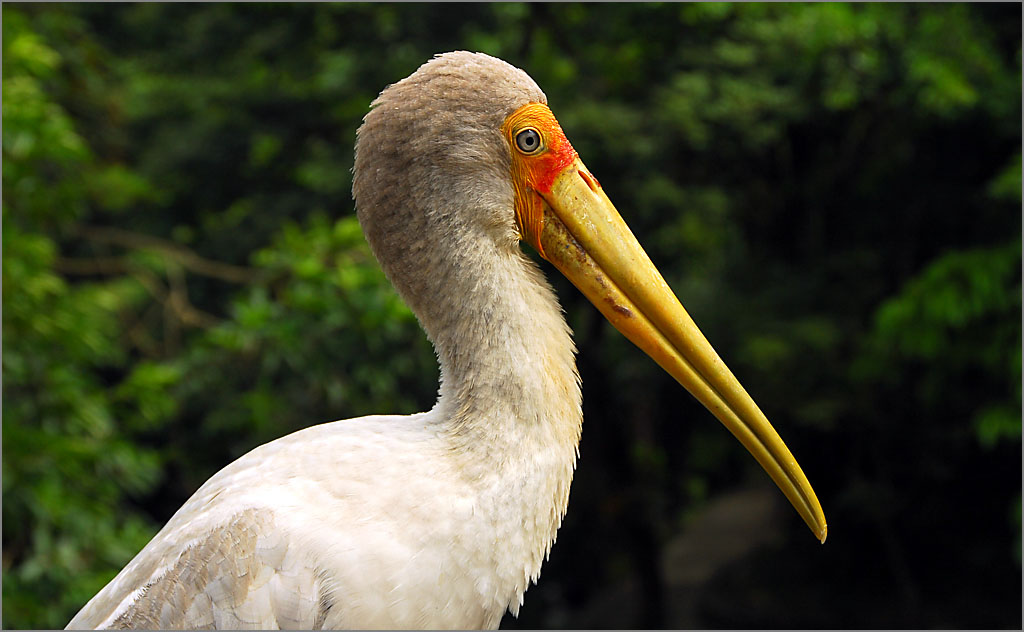 Yellow Billed Stork Profile